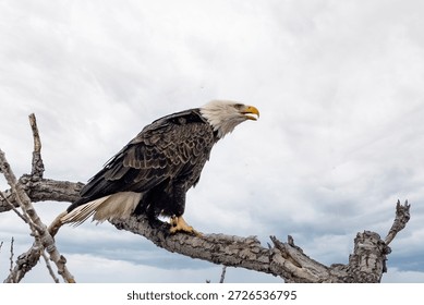 An eagle on a tree with clean back gound near Nauvoo IL