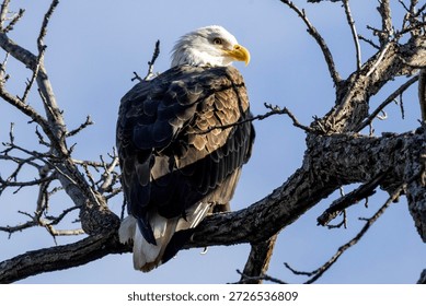 An eagle on a tree with clean back gound near Nauvoo IL