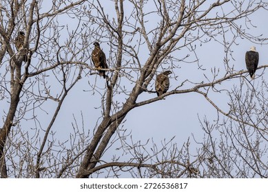 An eagle on a tree with clean back gound near Nauvoo IL