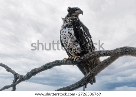 An eagle on a tree with clean back gound near Nauvoo IL
