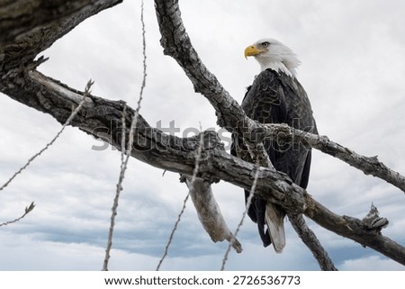 An eagle on a tree with clean back gound near Nauvoo IL