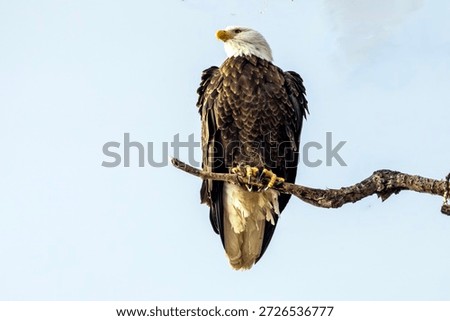 An eagle on a tree with clean back gound near Nauvoo IL