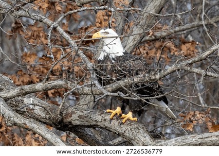 An eagle on a tree with clean back gound near Nauvoo IL