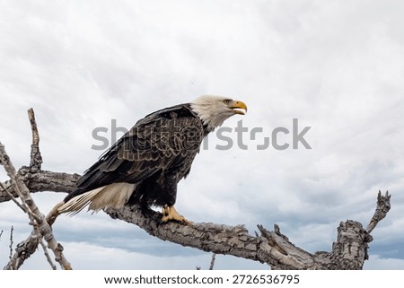 An eagle on a tree with clean back gound near Nauvoo IL