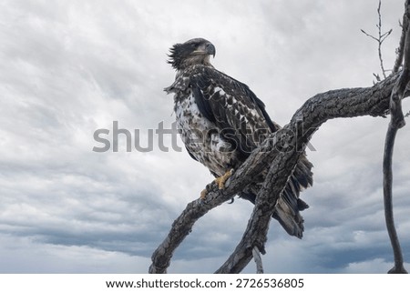 An eagle on a tree with clean back gound near Nauvoo IL
