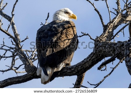 An eagle on a tree with clean back gound near Nauvoo IL