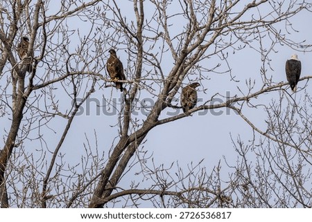An eagle on a tree with clean back gound near Nauvoo IL