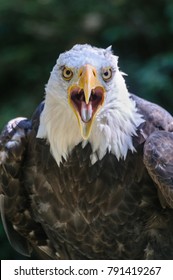 Eagle With Open Beak Showing Tongue