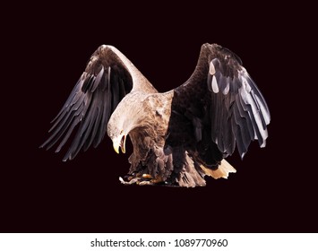 Eagle with opened wings isolated