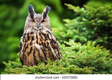 Eagle Owl