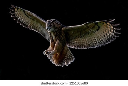 Eagle owl approaching it's prey with back light lighting up the wings against a dark backdrop