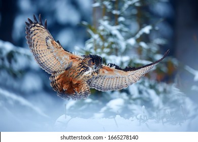 Eagle owl - Bubo bubo,  landing on snowy branch in forest. Action winter scene from nature.One of the biggest owls in the dark forest.