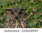 Eagle owl in cage in Zoo Decin, Czech Republic