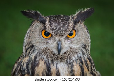 Eagle Owl Close Up