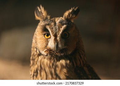 Eagle Owl Close Up Watching