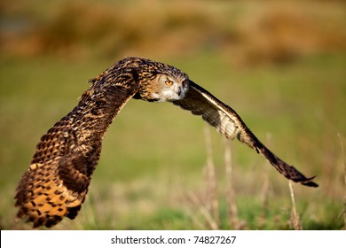 Eagle Owl Flying