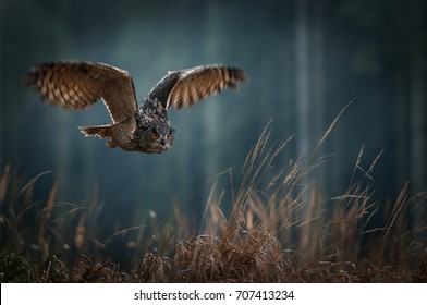 Eagle owl flying in the night forest. Big night bird of prey with big orange eyes hunting in the dark forest. Action scene from the forest with owl. Bird in fly with wide open wing.