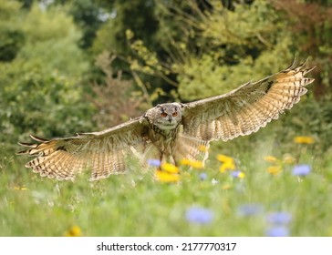 Eagle Owl Flying Over A Flower Meadow