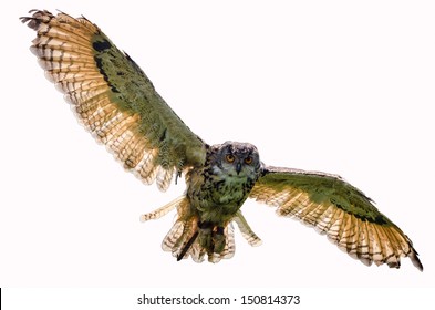 Eagle Owl Flying Towards Camera, Looking Directly At Camera And On White Background