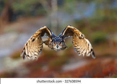 eagle owl is flying to us