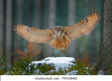 Eagle owl landing on snowy tree stump in forest. Flying Eagle owl with open wings in habitat with trees. Action winter scene from nature.