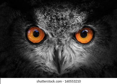 eagle owl looking out of the darkness close up, black and white - Powered by Shutterstock