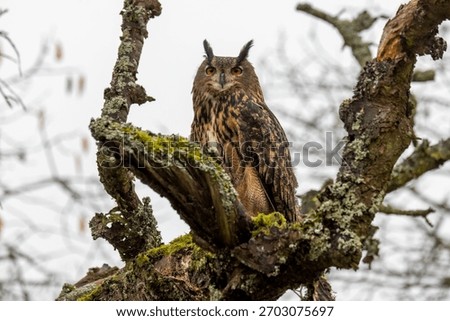 a eagle owl in the tree 