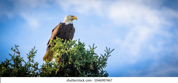 Eagle perched in Tree