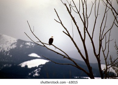Eagle perched in tree