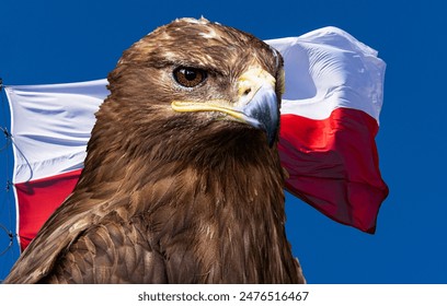 Eagle and the Polish state flag - Powered by Shutterstock