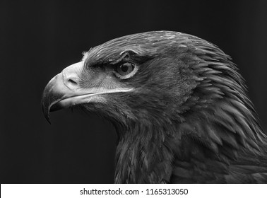 Eagle Portait In Black And White.