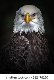 Eagle Portrait