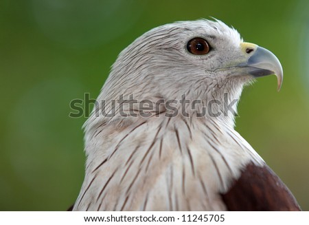 Eagle portrait