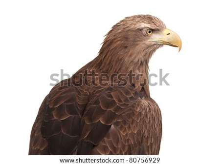 Eagle profile isolated