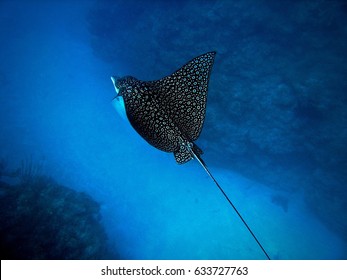 Eagle Ray, Ambergris Caye, Belize 