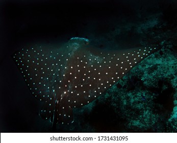 Eagle Ray In Arabian Sea, Baa Atoll, Maldives, Underwater Photograph