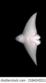 Eagle Ray From Below. The Eagle Rays Are A Group Of Cartilaginous Fishes In The Family Myliobatidae