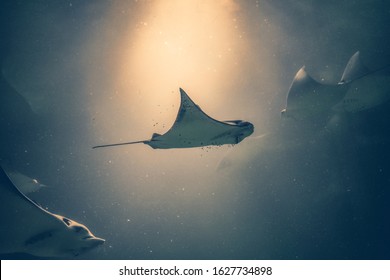 Eagle ray Myliobatidae with his wing fully opened and flying in sea depth. Stingray swimms under blue water. Closeup Stingray through aquarium window. - Powered by Shutterstock