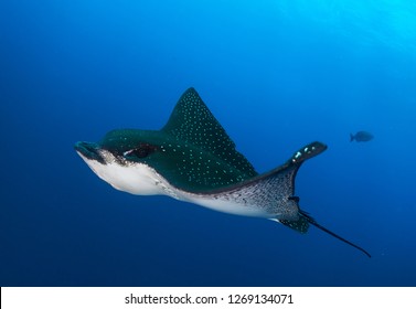 Stingrays Images, Stock Photos & Vectors | Shutterstock