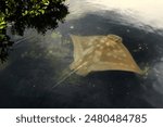 An Eagle Ray swimming over black rocks and alongside mangroves trees in the Waitemata Harbour, Auckland, New Zealand