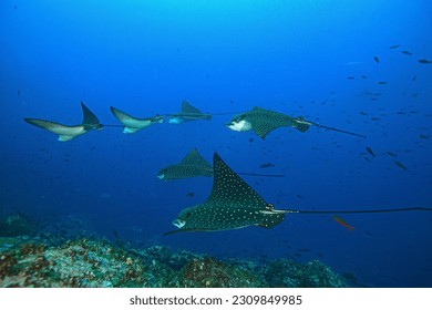 Eagle rays gather and glide into the cold waters of Darwin Island. Galapagos Islands