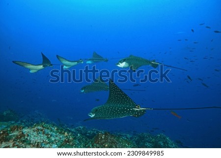 Eagle rays gather and glide into the cold waters of Darwin Island. Galapagos Islands