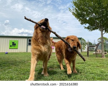 Eagle Rock , Mo, USA, 7-25-2021: Two Purebred Golden Retriever Dogs Carry Stick Together Outside In The Grass Play Yard At The Fear Free Daycare Boarding And Positive Reinforcement Training Center 