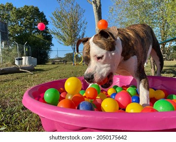 Eagle Rock, Mo, USA, 9-26-2021: Action Shot Of Dog Jumping Into Colorful Balls Outside On Beautiful Sunny Day With Blue Skies