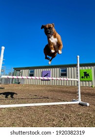 Eagle Rock, Mo,USA,12-9-20: Pure Joy And Excitement Are Obvious In The Face Of The Purebred Red Boxer Dog Outside Leaping Over The Agility Bar Showing Off His Amazing Vertical Jumping Skills 