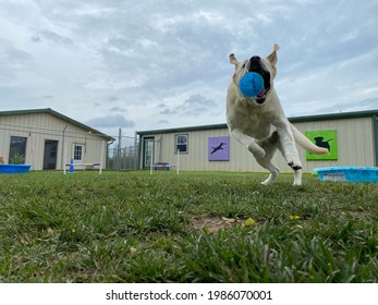 Eagle Rock,Mo,USA, 5-27-2021: low angle action shot of senior yellow lab dog jumping and catching ball outside in the grass at the canine enrichment boarding and positive reinforcement training center