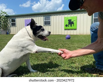 Eagle Rock,Mo,USA, 7-24-2021: Senior Dog Shaking Mans Hand At Positive Reinforcement Training Doggy Daycare And Pet Boarding Center On Sunny Summer Day In Bright Green Grass 