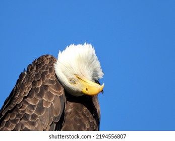 Eagle Scratching An Itch West Coast BC