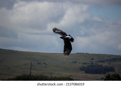 A Verreauxs’ Eagle Seen Flying About In Dullstroom