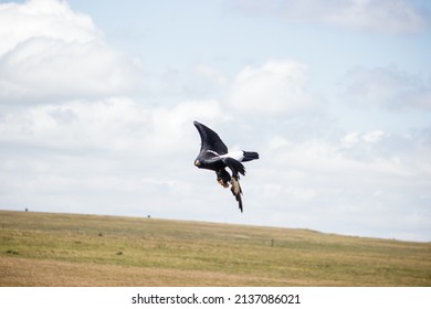 A Verreauxs’ Eagle Seen Flying About In Dullstroom